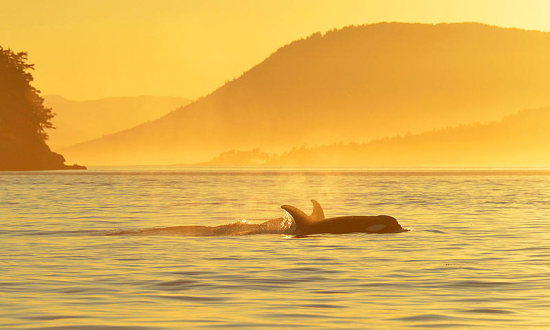 An Orca emerging from the water in mystical yellow light.