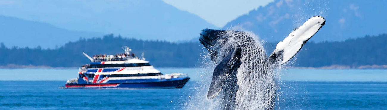 A whale emerging in front of the "San Juan Clipper" ferry.