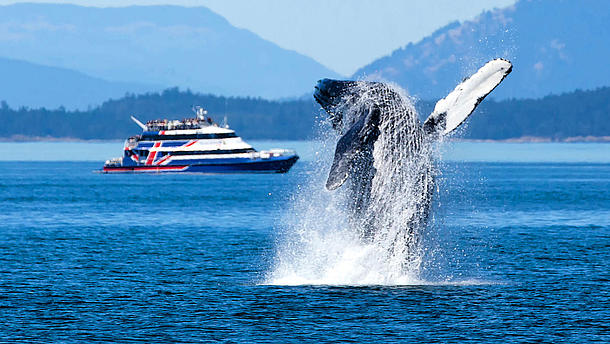 A whale emerging in front of the "San Juan Clipper" ferry.