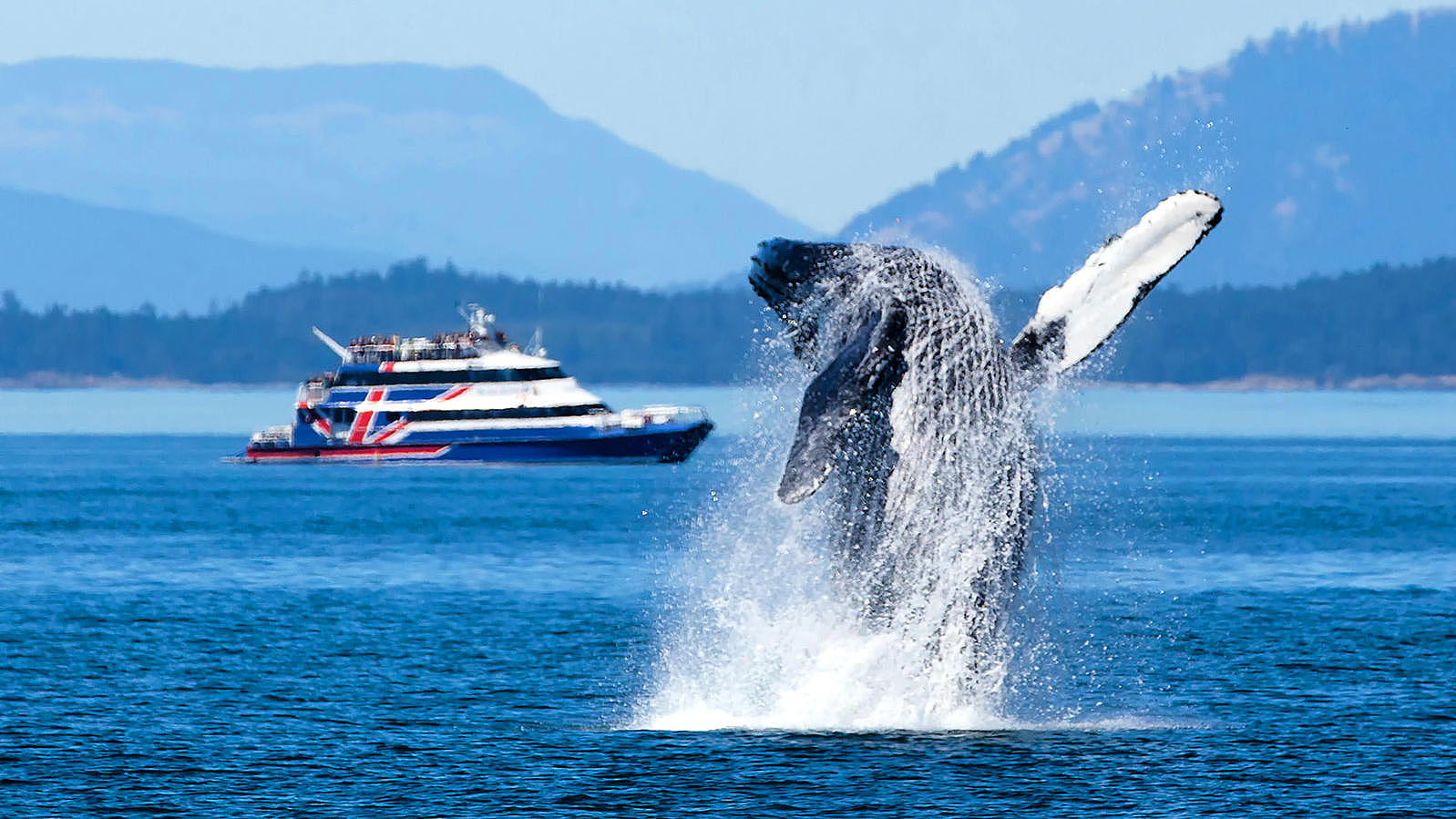 A whale emerging in front of the "San Juan Clipper" ferry.