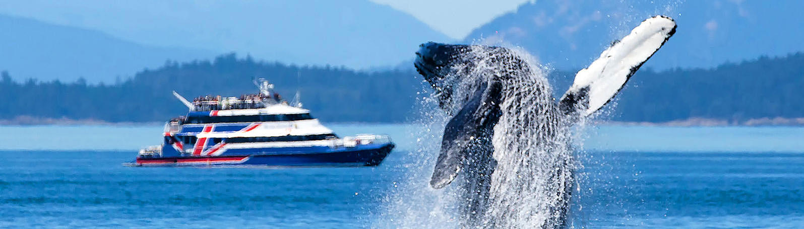A whale emerging in front of the "San Juan Clipper" ferry.