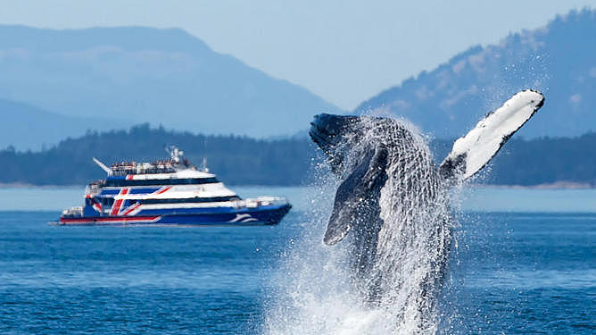 Victoria Clipper with emerging whale in the foreground.