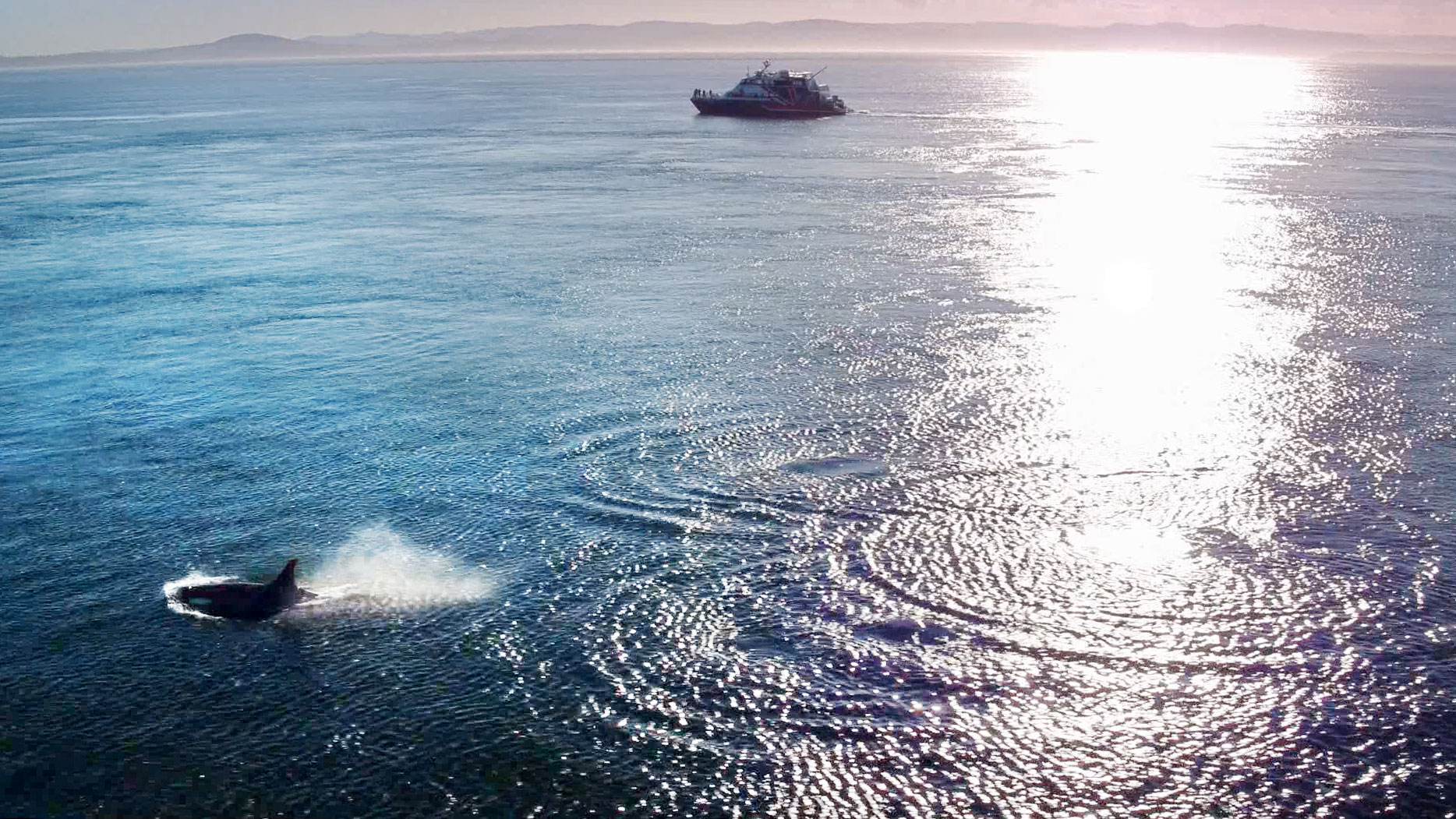 orca appearing next to the Clipper ferry.