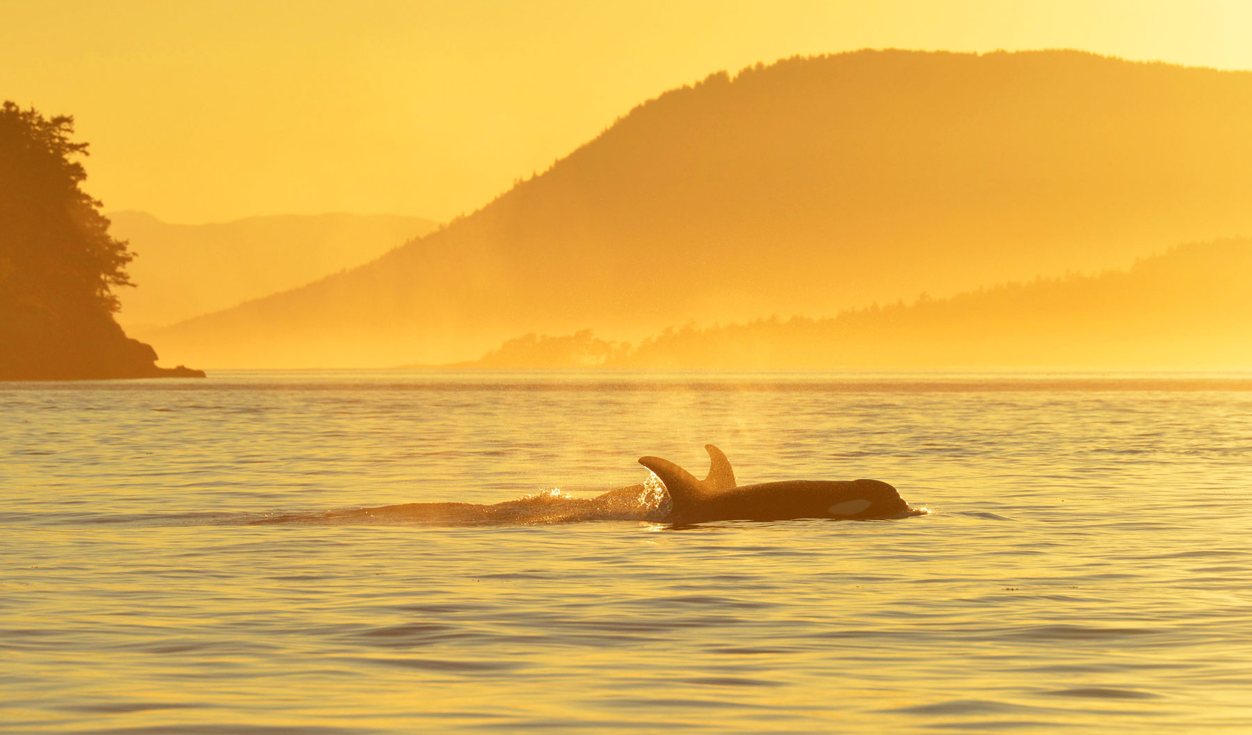 An Orca emerging from the water in mystical yellow light.